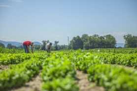 Okresy pracy w gospodarstwie rolnym wliczane do okresu zatrudnienia